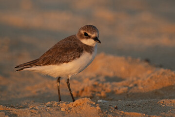 Lesser sand plover in the morning light