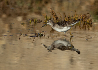 Wood Sandpiper feeding and dramatic reflection, Bahrain