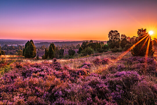 L&uuml;neburger Heide -Touched by the first sunrays