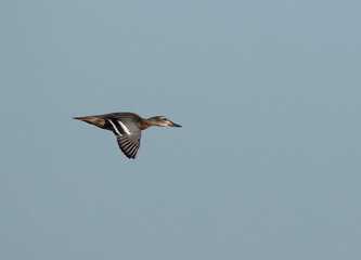 Garganey in flight at Hamala, Bahrain