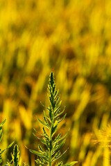 夕日を受ける雑草のシルエット