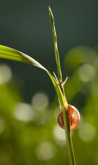 Snail behind grass in garden