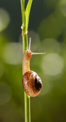 Small snail on grass