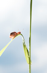 Snail on grass after rain