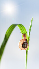 Garden snail on grass at sunny day