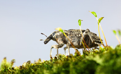 Macro of weevil in moss