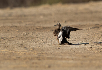 Garganey perched on ground, Bahrain