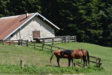 Cavalli al pascolo alla Malga Kraun in Trentino tra prati e montagne verdi