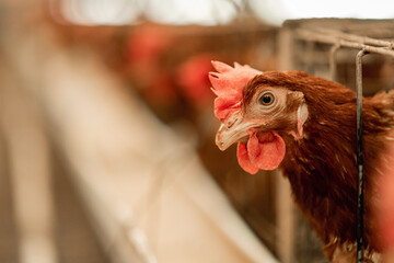 Retrato de una gallina productora de huevos en una granja avícola