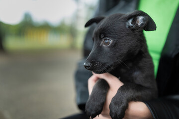 A beautiful purebred puppy of black color in the arms of a girl.