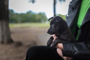 A beautiful purebred puppy of black color in the arms of a girl.
