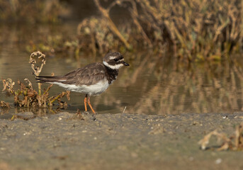 Common ringed plover on the ground, Bahrain