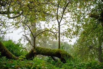 Schaalsee Wald spaziergang