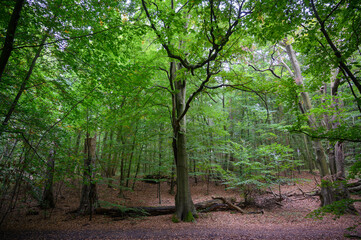 neuenkirchner See Ostseite Wald im Herbst