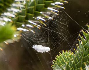 spider web with dew drops and a feather
