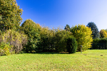 Shrubs with autumn leaves in the park