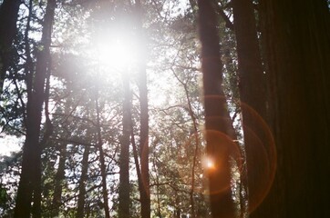 sun in the forest