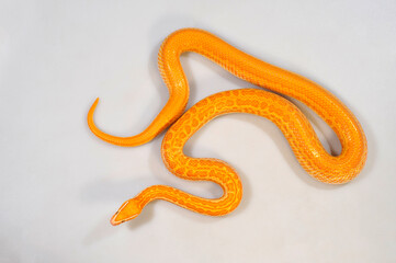 albinotische Afrikanische Hausschlange // Albino African house snake (Boaedon fuliginosus / Lamprophis fuliginosus)