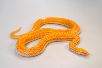 Albino African house snake // albinotische Afrikanische Hausschlange (Boaedon fuliginosus / Lamprophis fuliginosus)