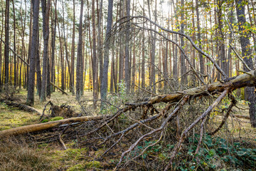 Wald mit totem Baum