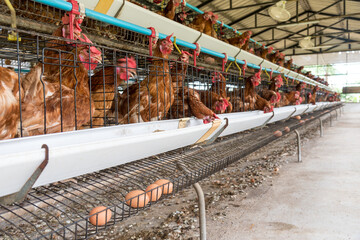 Egg production. brown or red chickens are seated in special cages. Agribusiness company. Chicken farm business with high farming and using technology on farming