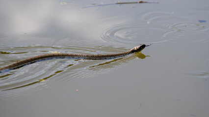 Grass snake in the water