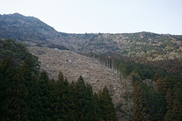 伐採された山
