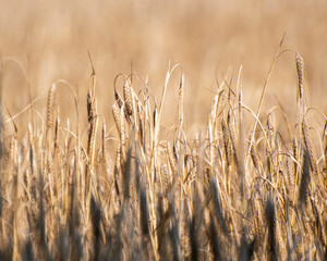 golden wheat field
