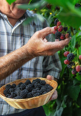 A man harvests blackberries in the garden. Selective focus.