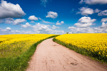 Aerial view of raps flowers. Agriculture in Poland.