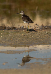 Wood Sandpiper and dramatic reflection, Bahrain