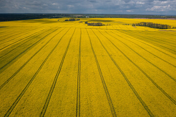 Aerial view of field of rapeseed. Agriculture in Poland.