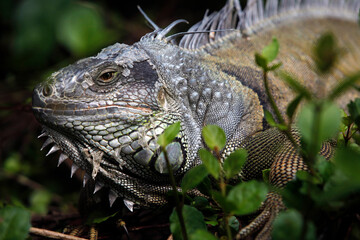 iguanas in Florida