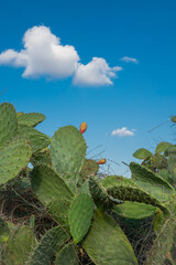 Cactus and cactus fruit (sabres, Opuntia ficus-indica, Nopales, Prickly Pear, Cactaceae) on blue sky background – one of the symbols of Israel