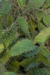 Cactus and cactus fruit (sabres, Opuntia ficus-indica, Nopales, Prickly Pear, Cactaceae) on blue sky background – one of the symbols of Israel