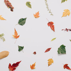 Creative season layout of colorful autumn leaves on bright background. Nature mockup background. Seasonal concept. Flat lay with copy space.