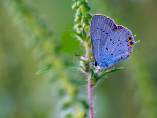 Insect, macro, closeup, animal, brown.