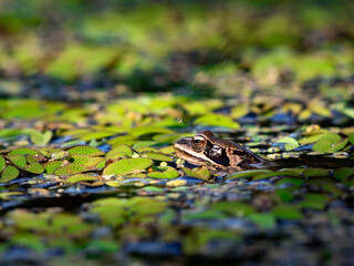 Frog, amphibian, animal, nature.