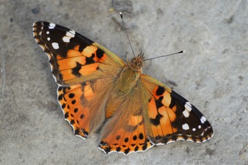 Fototapeta na wymiar Butterfly on a rock