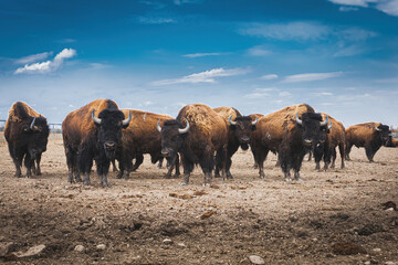 Large dry landscape with bison during daylight © Beke Adrian/Wirestock
