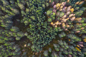 Directly above aerial drone full frame shot of green emerald pine forests and yellow foliage groves with beautiful texture of treetops. Beautiful fall season scenery. Mountains in autumn golden colors