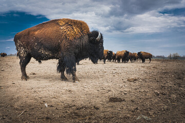 Grand paysage sec avec bisons pendant la journée