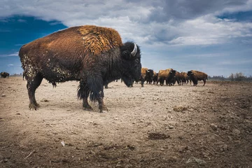 Papier Peint photo autocollant Bison Grand paysage sec avec bisons pendant la journée
