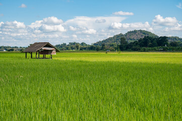 A local hut in rice paddy field in countryside of Thailand. Thailand has a strong tradition of rice production. It has the fifth largest amount of rice cultivation in the world.