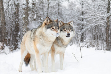 Two beautiful wolves in cold snowy winter forest - obrazy, fototapety, plakaty