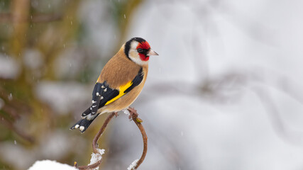 Obraz na płótnie Canvas A brightly coloured male Goldfinch perched on a branch in snow