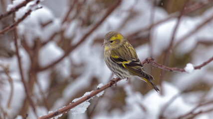 A female Siskin small bird on a branch in snowy weather