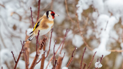 A brightly coloured male Goldfinch perched on a branch in snow