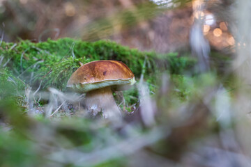 Boletus edulis - an edible fungus grows among the trees in the moss. The boletus has a brown head and a white leg.