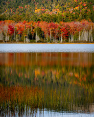 cadia National Park, ME - USA - Oct. 13, 2021: An autumnal vertical view of orange and red trees reflecting in Hadlock Pond at Acadia National Park in Maine.